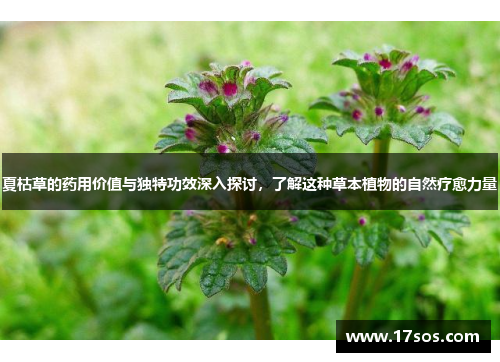 夏枯草的药用价值与独特功效深入探讨，了解这种草本植物的自然疗愈力量